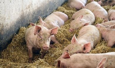 1. Kongres Produkcji Świń, produkcja świń, trzoda chlewna, K2 Agro, Cukrownia Żnin, ASF, bioasekuracja, hodowcy świń