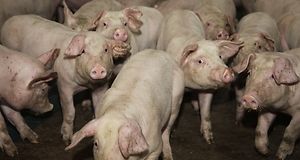 asf, ognisko ASF u świń, trzoda chlewna, wirus ASF, afrykański pomór świń, ASF w chlewni, bioasekuracja