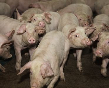 asf, ognisko ASF u świń, trzoda chlewna, wirus ASF, afrykański pomór świń, ASF w chlewni, bioasekuracja