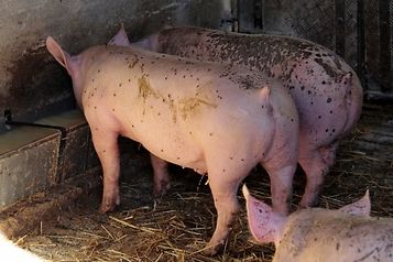 cena tuczników, trzoda chlewna, żywiec wieprzowy, niemiecka cena