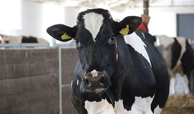 wybór matki buhajów, buhaj inseminacyjny, wartość hodowlana, PFHBiPM,