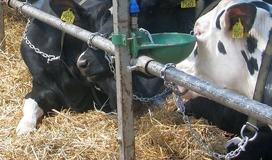 piątka dla zwierząt, hodowla bydła, Podlaska Izba Rolnicza, zdzisław Łuba