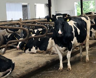 choroba niebieskiego języka, bydło mleczne, bydło mięsne, BTV-3, domowe przeżuwacze,kuczmany, mięso, mleko,