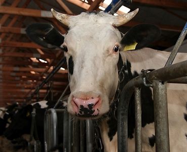 choroba niebieskiego języka, bydło mleczne, bydło mięsne, BTV-3, domowe przeżuwacze,kuczmany, mięso, mleko,