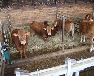 choroba niebieskiego języka, bydło mleczne, bydło mięsne, BTV-3, mięso, mleko, żywiec wołowy