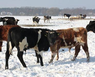 choroba niebieskiego języka, bydło mleczne, bydło mięsne, BTV-3, mięso, mleko, żywiec wołowy