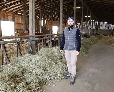 produkcja odsadków, bydło limousine, hodowla, bydło mięsne, pastwisko, obora, materiał hodowlany,