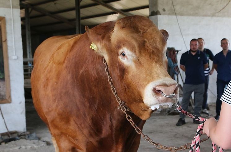 buhaje mięsne, czystorasowe buhaje, hodowcy bydła, bydło mięsne, hodowla bydła, producenci bydła, MRiRW, ARiMR