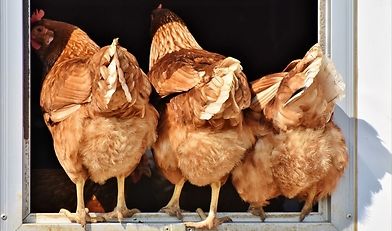 HPAI, grypa ptaków, ognisko HPAI, Inspekcja Weterynaryjna, hodowcy drobiu, bioasekuracja, H5N1, kaczki rzeźne