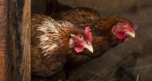 HPAI, grypa ptaków, ognisko HPAI, Inspekcja Weterynaryjna, hodowcy drobiu, bioasekuracja, H5N1