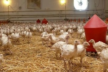 KRD-IG, Mercosur, Unia Europejska, drobiarstwo, drobiarze, mięso drobiowe, pszenica, pszenżyto, hodowcy drobiu