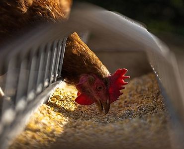 HPAI, grypa ptaków, ognisko HPAI, Inspekcja Weterynaryjna, hodowcy drobiu, bioasekuracja, H5N1