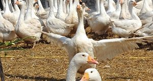 HPAI, grypa ptaków, ognisko HPAI, Inspekcja Weterynaryjna, hodowcy drobiu, bioasekuracja, H5N1