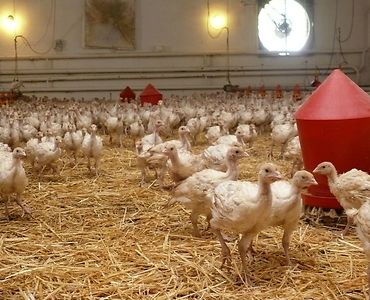 HPAI, grypa ptaków, ognisko HPAI, Inspekcja Weterynaryjna, hodowcy drobiu, bioasekuracja, H5N1