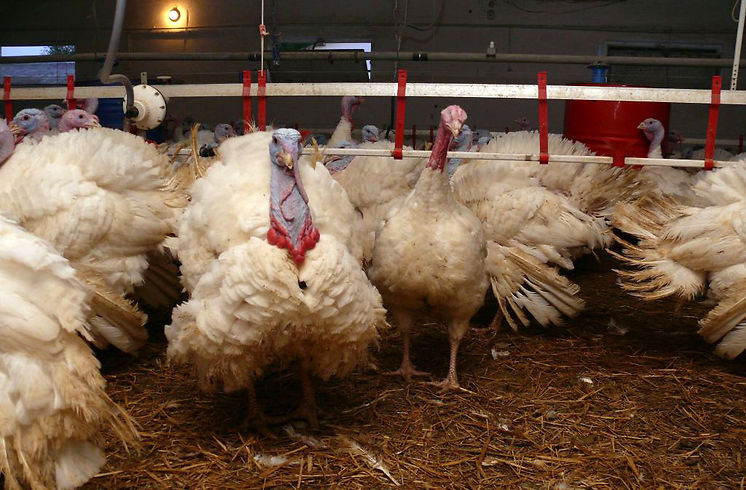 HPAI, grypa ptaków, ognisko HPAI, Inspekcja Weterynaryjna, hodowcy drobiu, bioasekuracja, H5N1