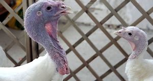 ceny drobiu, żywiec drobiowy, indyki, kurczęta, tuszki, brojlery, eksport, import, Polska