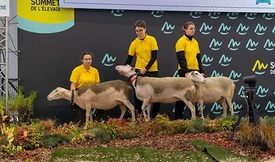 Sommet de l’Élevage 2025, bydło mięsne, bydło mleczne, Francja, Clermont Ferrand, charolaise, simental