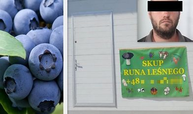 handel borówkami, oszust z Łotwy, Monika Ryczek, Tomaszów Lubelski