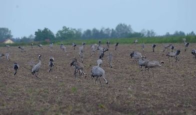 odszkodowania za straty wyrządzane przez ptaki, ptaki na polach, Adam Guibourgé-Czetwertyński