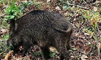 kraków, urząd miasta, dziki, populacja dzików, dokarmianie dzików
