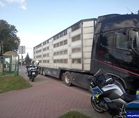 Wiózł 160 świń. Drogówka zatrzymała transport