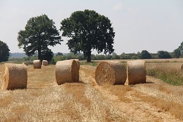 pole, żniwa, słoma