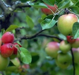 pir, sadownicy, pomoc, przymrozki