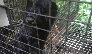 norka, hodowla norek, Dobrzejewice, Wioletta Dąbrowska, kmp w toruniu