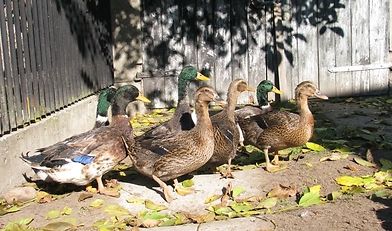 ptasia grypa, wysoko zjadliwa ptasia grypa podtypu H5N1, departament Dordogne