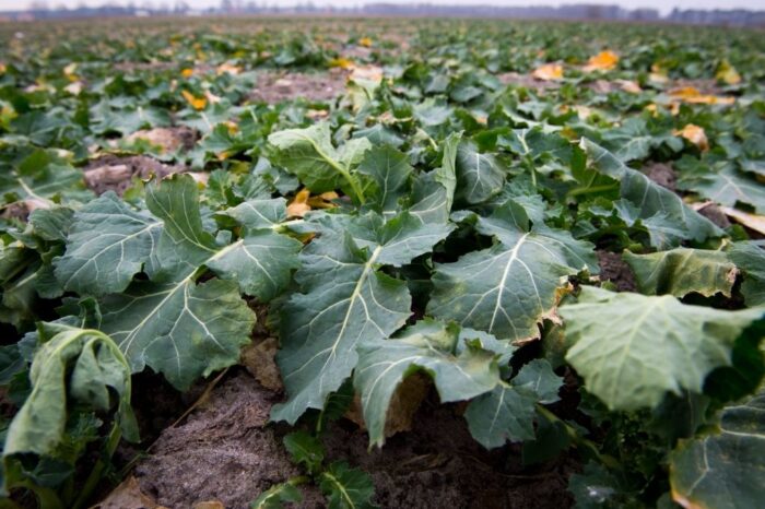 Juliusz Młodecki, Polska Koalicja Biopaliw i Pasz Białkowych, biopaliwa, Adam Stępień