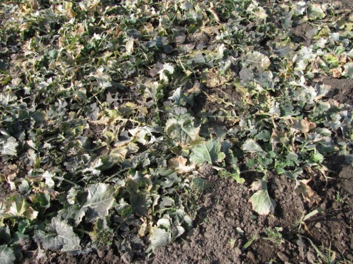 Francja, stan plantacji rzepaku, produkcja rzepaku w UE, areał uprawy rzepaku w UE, kondycja rzepaku po zimie