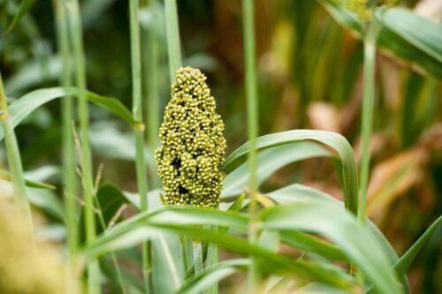 fot. Tytus Żmijewski
