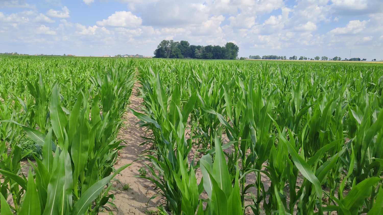 kukurydza, Garzyn, Krajowy Dzień Kukurydzy