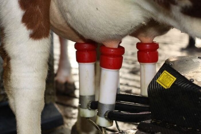 spomlek, ceny mleka, mleko, kazeina