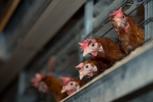 fot. Tytus Żmijewski