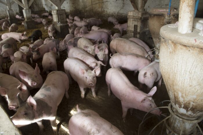 Instytut Ekonomiki Rolnictwa i Gospodarki Żywnościowej, poglowie świń w polsce, trzoda chlewna
