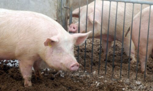 Instytut Ekonomiki Rolnictwa i Gospodarki Żywnościowej, poglowie świń w polsce, trzoda chlewna