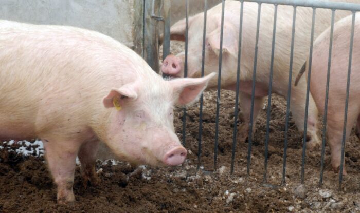 Instytut Ekonomiki Rolnictwa i Gospodarki Żywnościowej, poglowie świń w polsce, trzoda chlewna