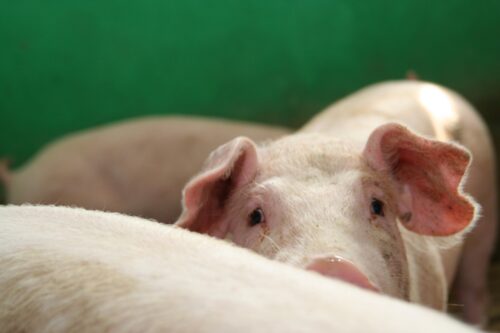 Instytut Ekonomiki Rolnictwa i Gospodarki Żywnościowej, poglowie świń w polsce, trzoda chlewna