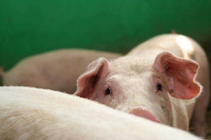 Instytut Ekonomiki Rolnictwa i Gospodarki Żywnościowej, poglowie świń w polsce, trzoda chlewna