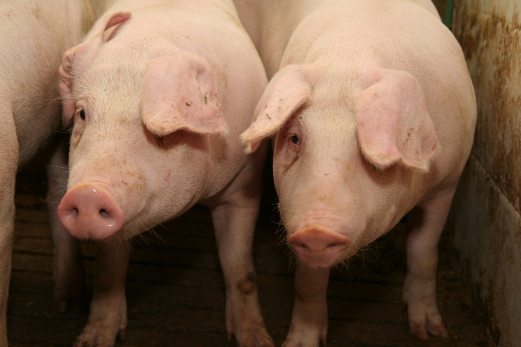 program bioasekuracji, trzoda chlewna, podlasie