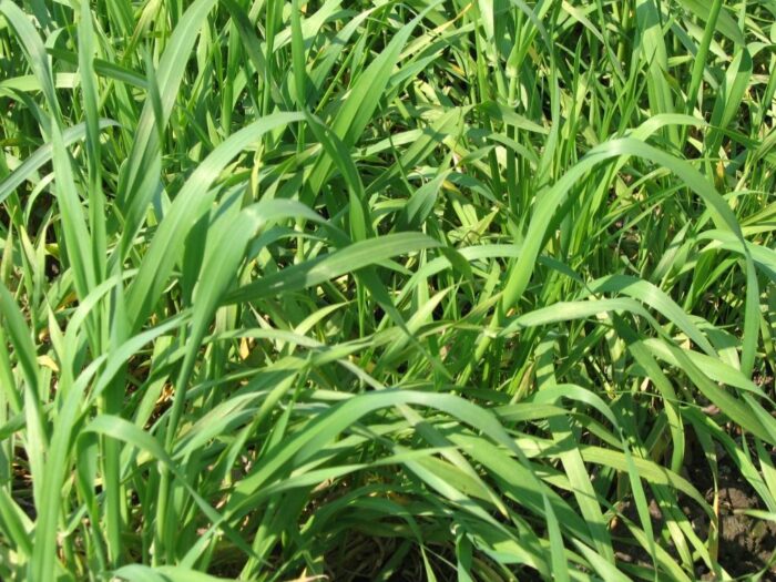 arsenij jaceniuk, limitowanie eksportu zbóż, ukraina