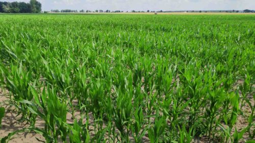 kukurydza, Garzyn, Krajowy Dzień Kukurydzy