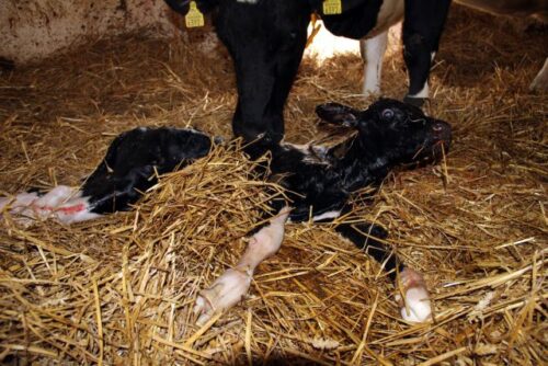 cielaki hodowane przemysłowo, cielęta, Compassion Polska, dobrostan zwierząt