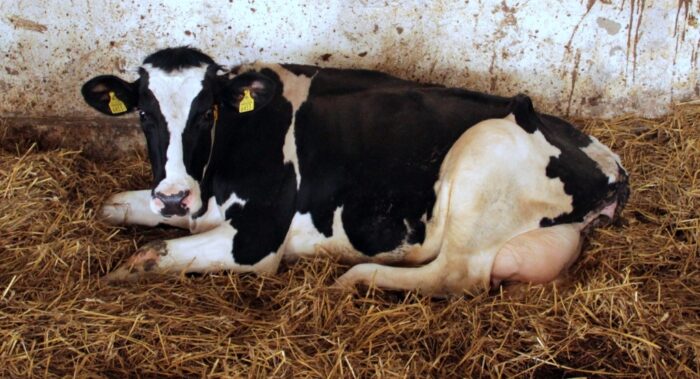 Choroba guzowata skóry, bydło, grecja, feres, region ewros