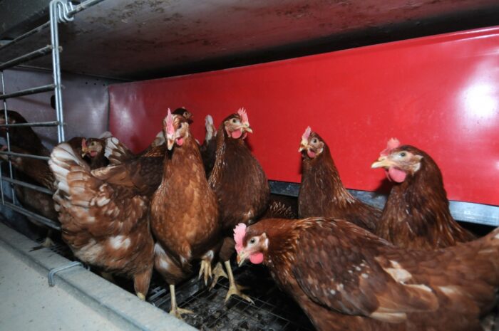 Międzynarodowe Sympozjum Drobiarskie, Polski Oddział Światowego Stowarzyszenia Wiedzy Drobiarskiej PB WPSA