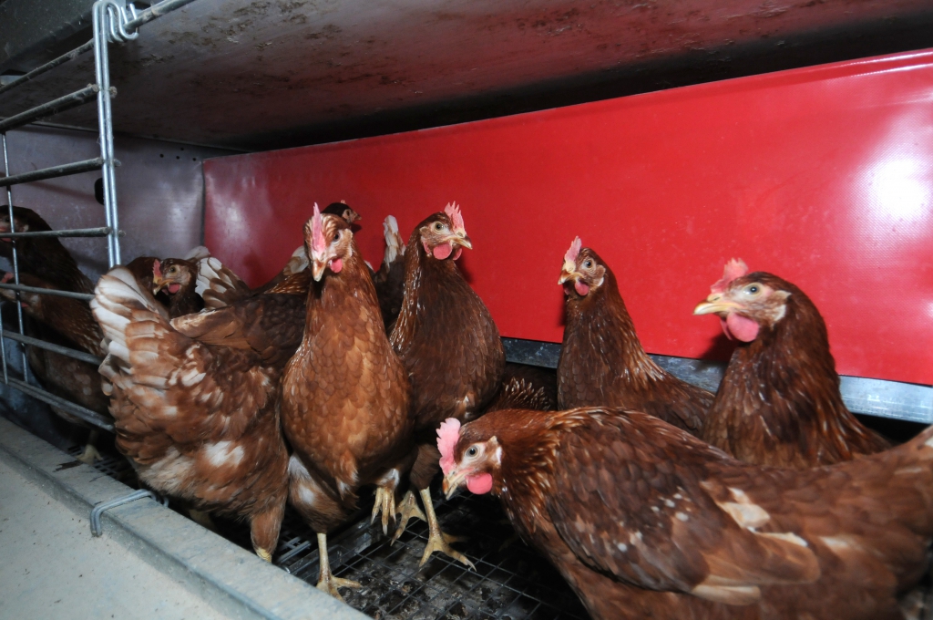 Międzynarodowe Sympozjum Drobiarskie, Polski Oddział Światowego Stowarzyszenia Wiedzy Drobiarskiej PB WPSA