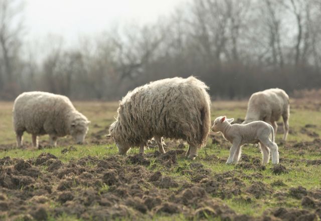 mieso kozie, mięso owcze, kontyngent taryfowy