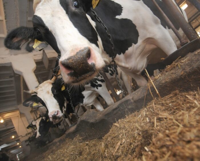 ubój krów, hinduizm, Bulandshahr, indie, Uttar Pradesh