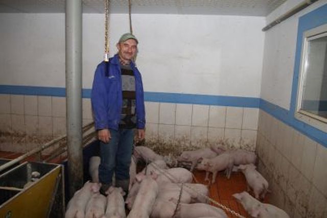 Instytut Ekonomiki Rolnictwa i Gospodarki Żywnościowej, poglowie świń w polsce, trzoda chlewna